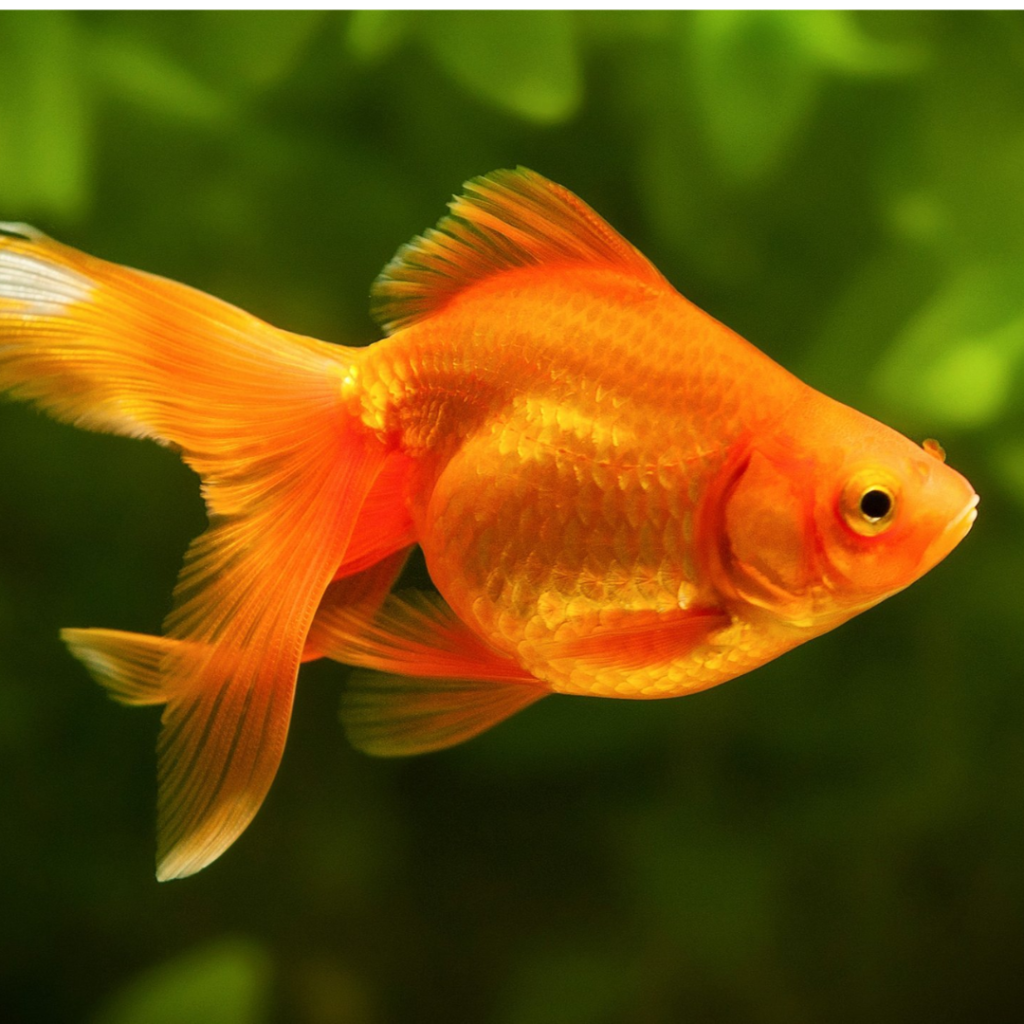 fish